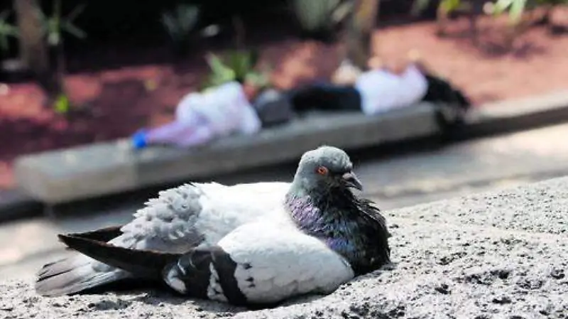 De colibríes a cernícalos: Aves sobrevuelan el cielo de la CDMX  [Fotorreportaje]